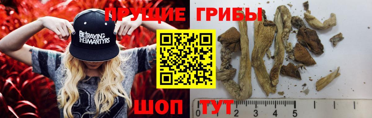 Карасук  Псилоцибиновые грибы Cubensis  Вход с VPN 
